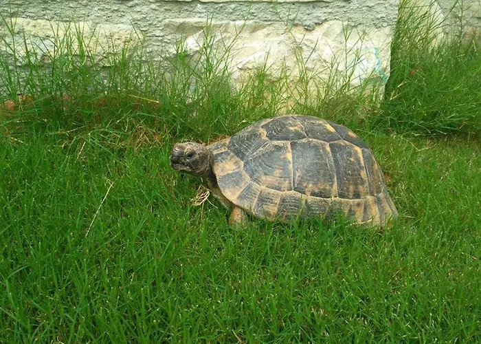 Hotel Sezgin Boutique 2*